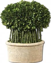 PRESERVED BOXWOOD