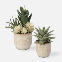  60208 - Seaside Succulents, Set/2