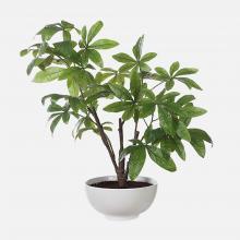  60225 - Uttermost Pachira Money Tree